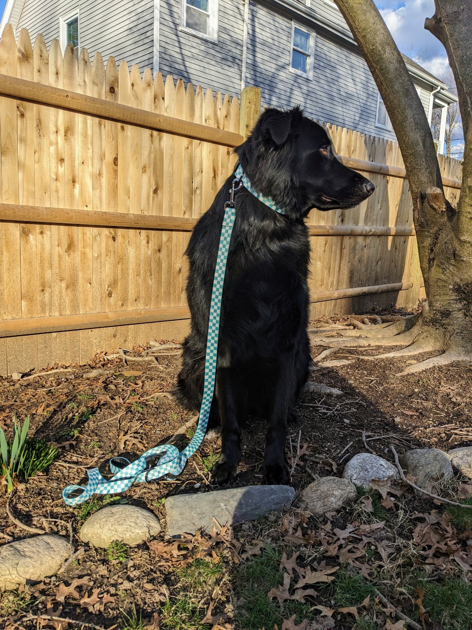 685bf416c0f3f4673dfe2462_blue-checkerboard-leash_1764182086329.jpg
