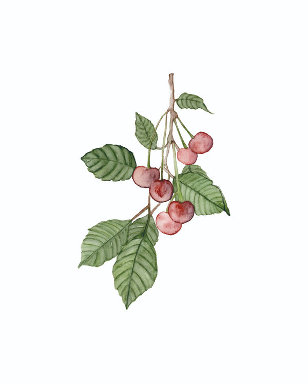 685bf416c0f3f4673dfe2462_cherry_1771616475773.jpg