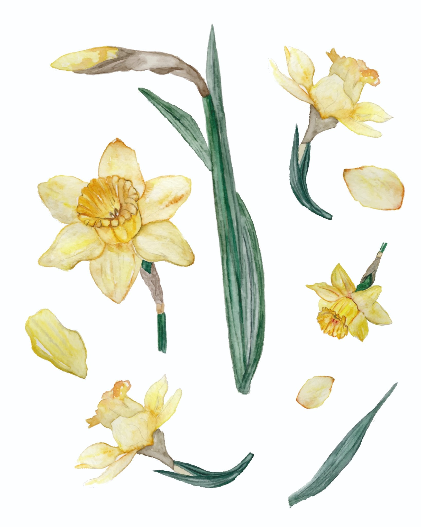 685bf416c0f3f4673dfe2462_daffodils-01_1783438178702.jpg