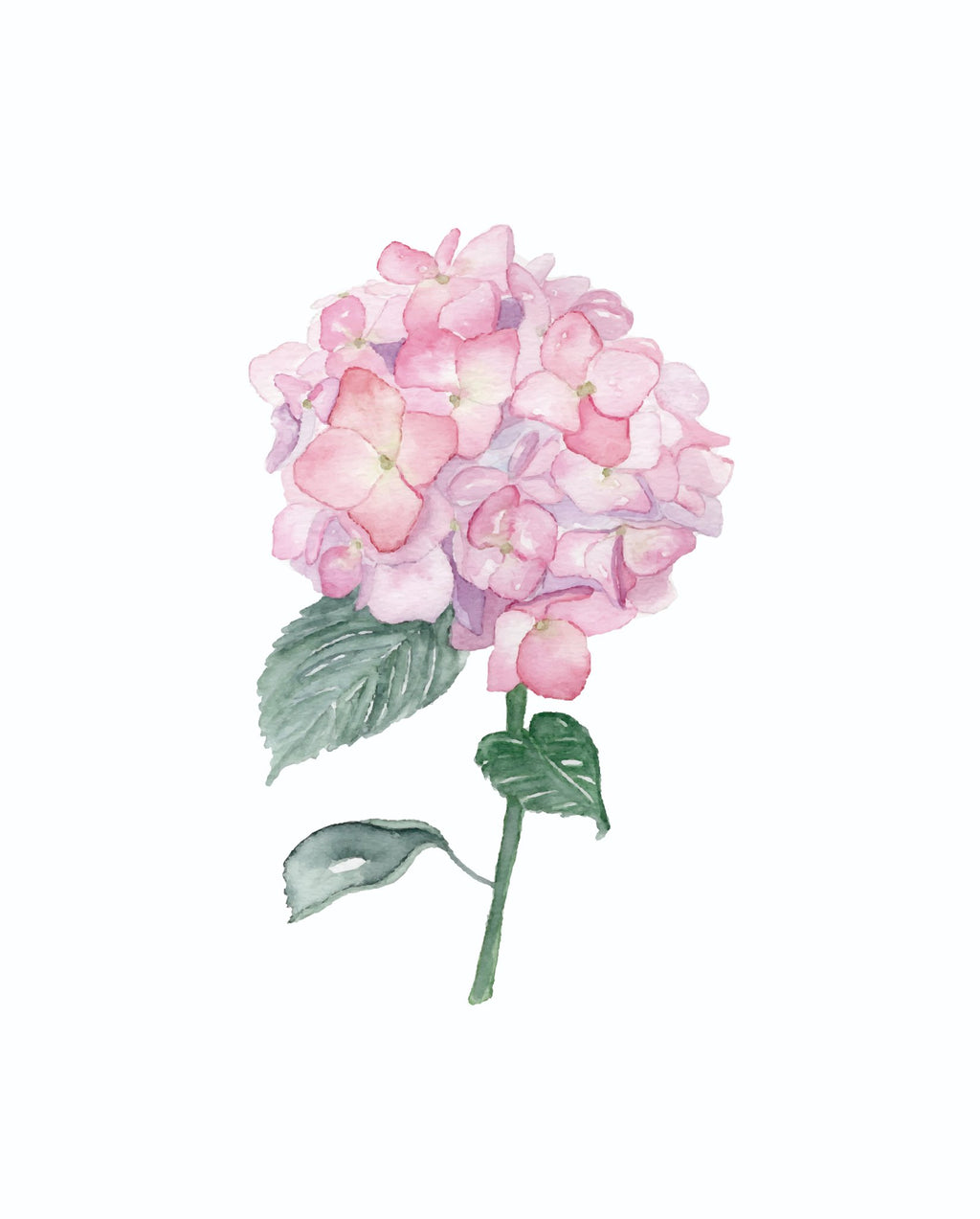 685bf416c0f3f4673dfe2462_hydrangea-8x10-01_1771616713839.jpg