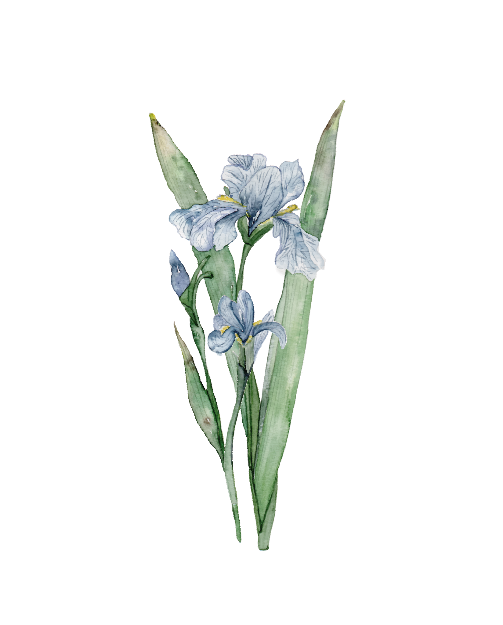 685bf416c0f3f4673dfe2462_irisis-01_1771870429956.png