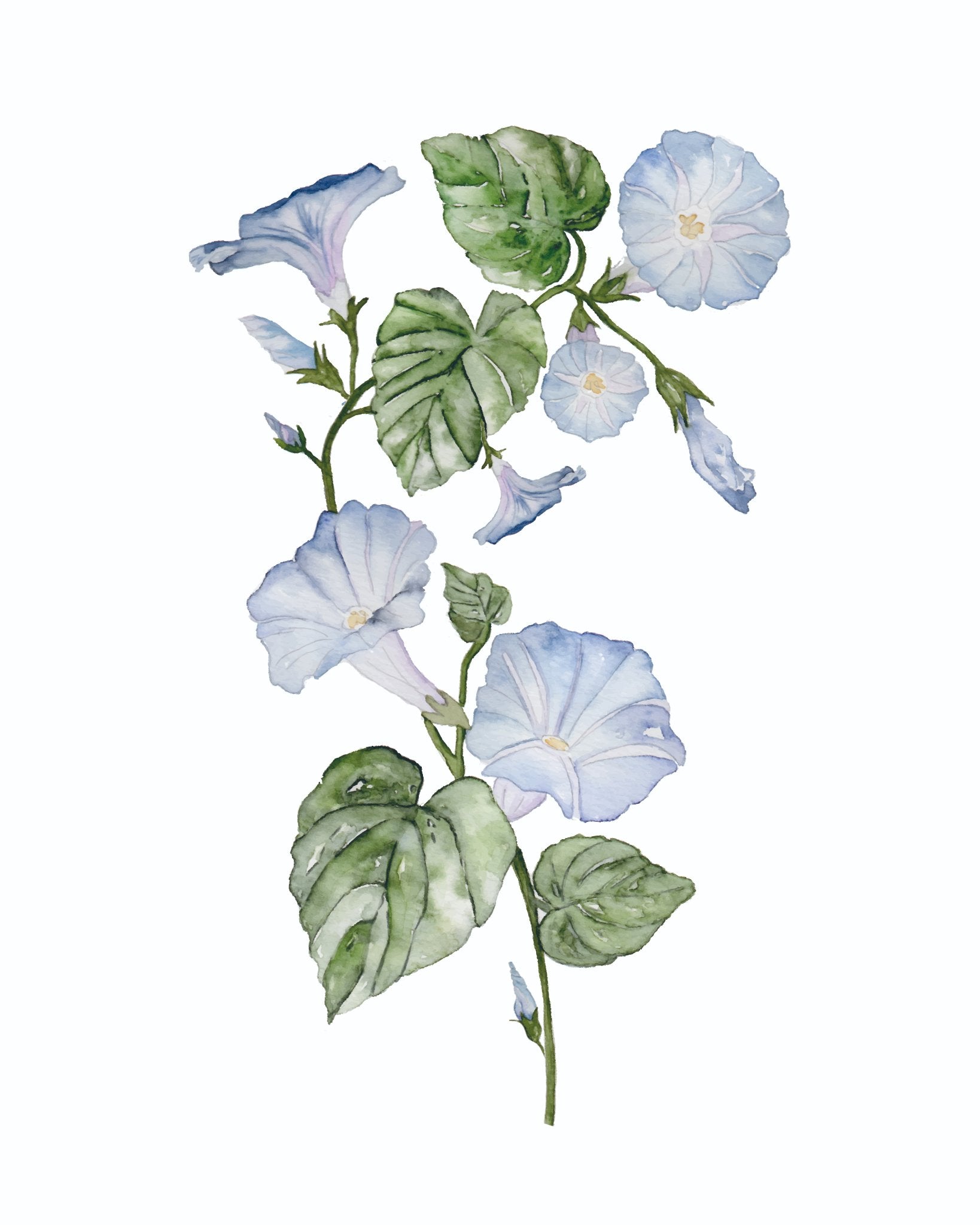 685bf416c0f3f4673dfe2462_morning-glory_1771618040419.jpg