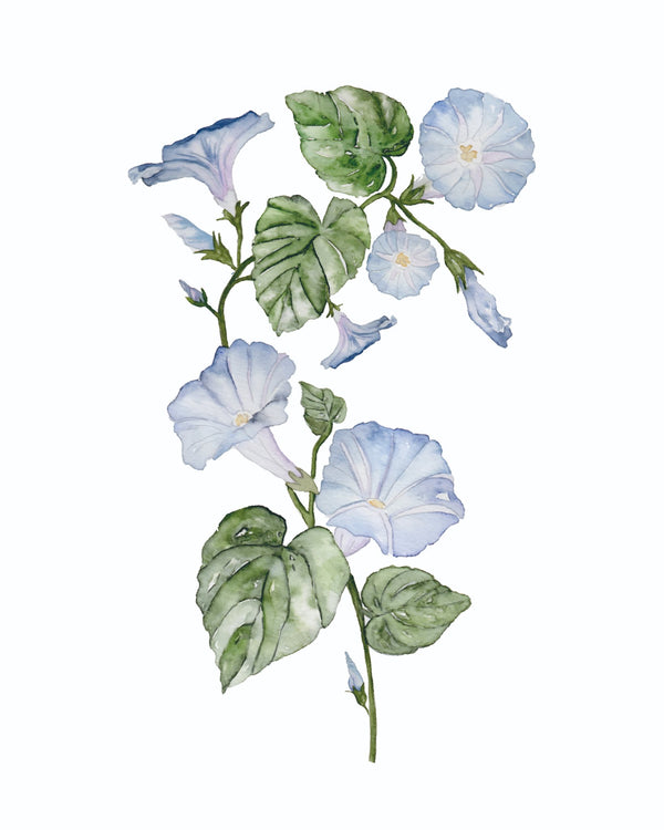 685bf416c0f3f4673dfe2462_morning-glory_1771618040419.jpg