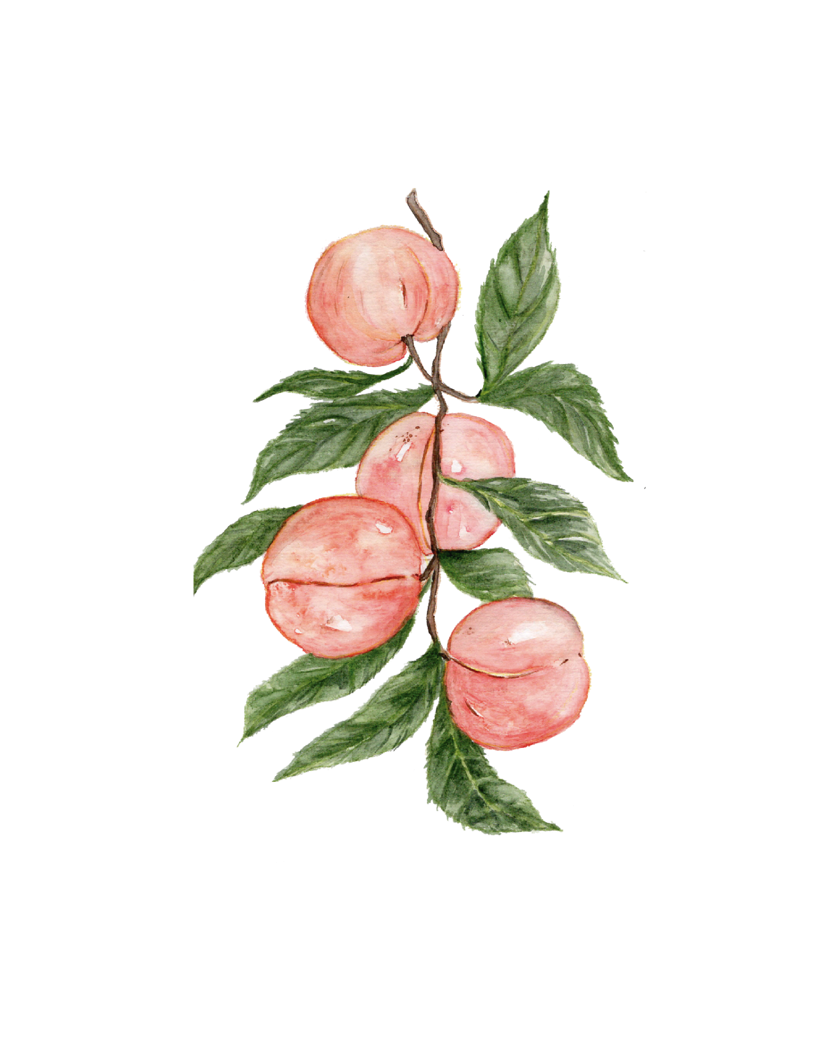 685bf416c0f3f4673dfe2462_peaches-small-8x10_1781893641164.png