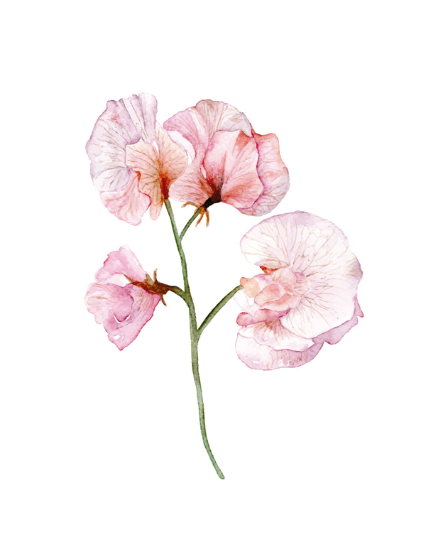 685bf416c0f3f4673dfe2462_srp-0001-sweetpeas-studio-reta_1783438094191.png