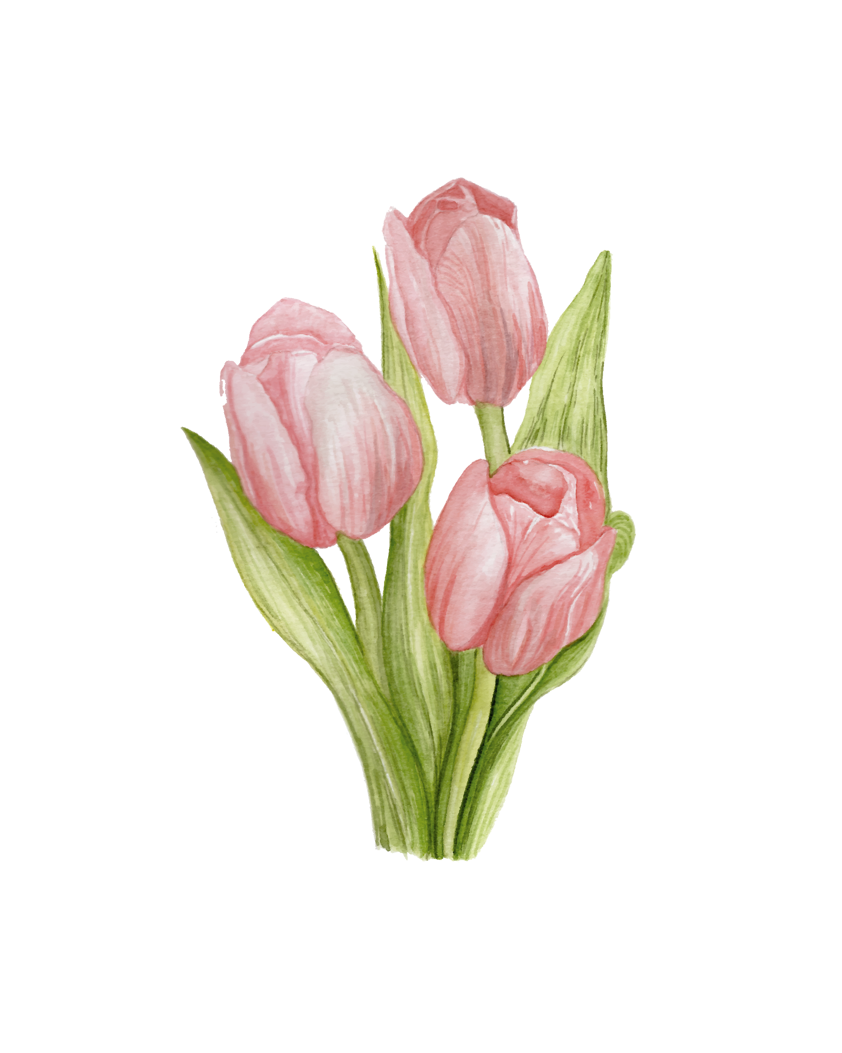 685bf416c0f3f4673dfe2462_srp-0008-tulips_1783438295691.png