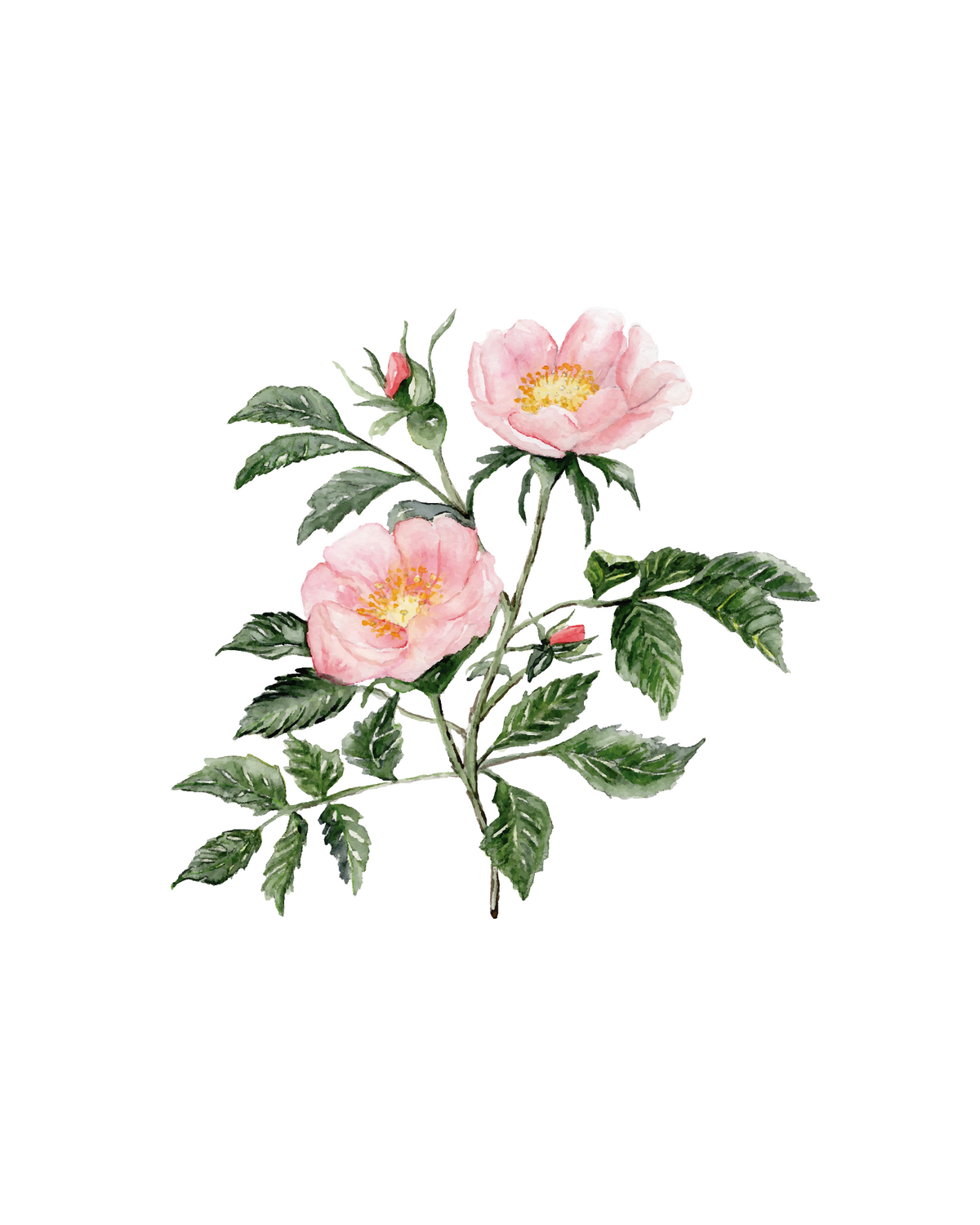 685bf416c0f3f4673dfe2462_studioreta-8x10-wild-roses_1781893353819.png