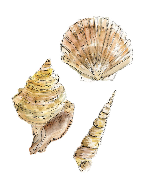 685bf416c0f3f4673dfe2462_three-shells-vertical_1779070211261.jpg