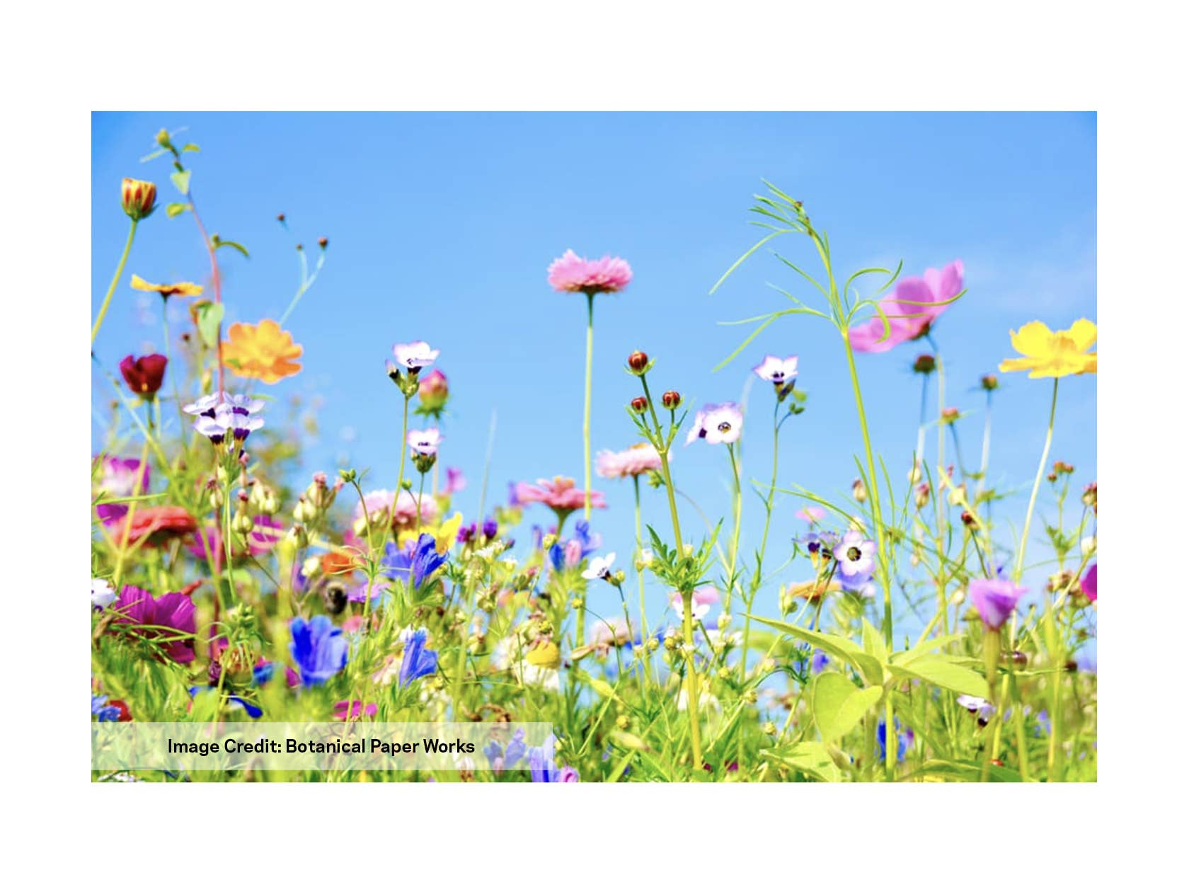 Wildflower Seed Confetti - Mustard