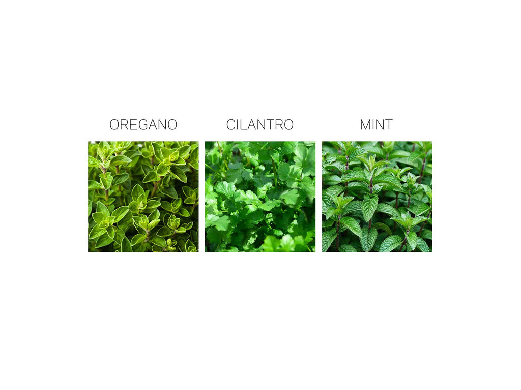 Herb Seed Drops - Mexican