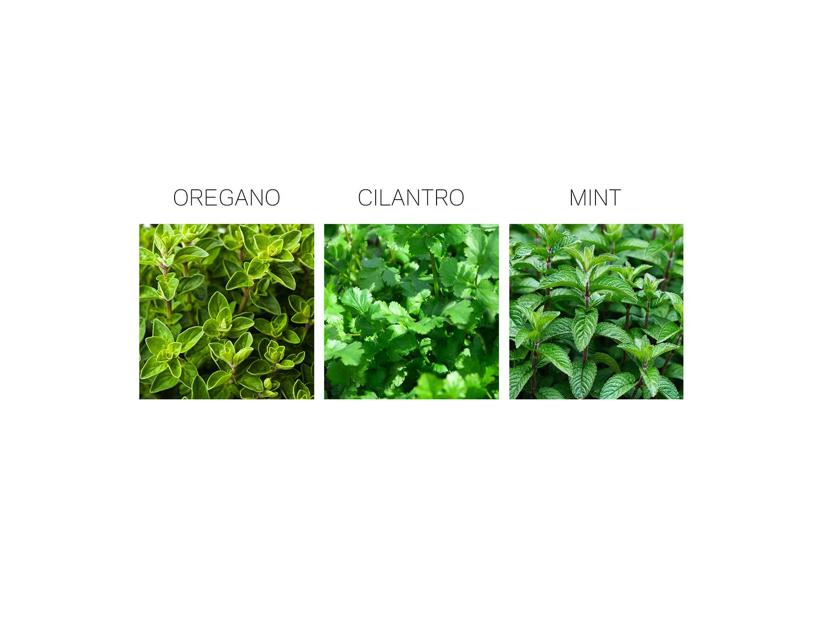 Herb Seed Drops - Mexican