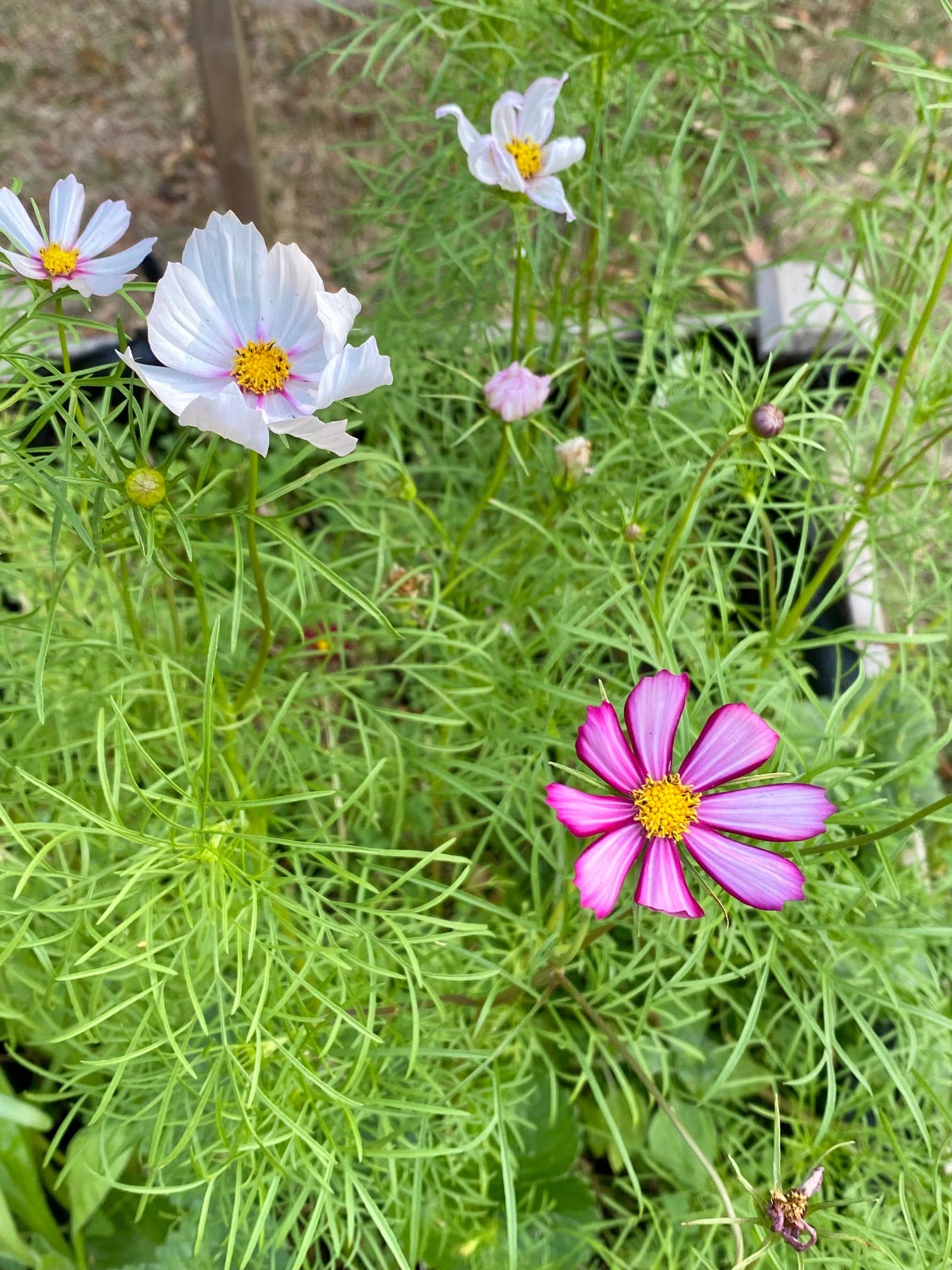 Wildflower Seed Drops - Rainbow
