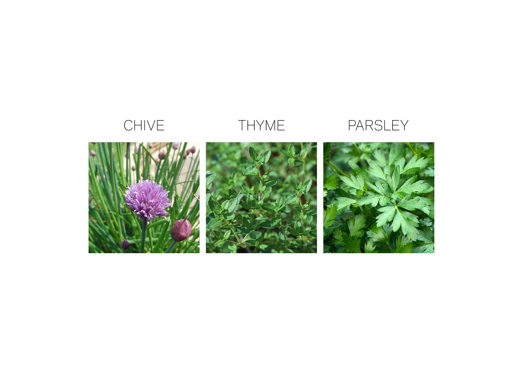 Herb Seed Drops - French