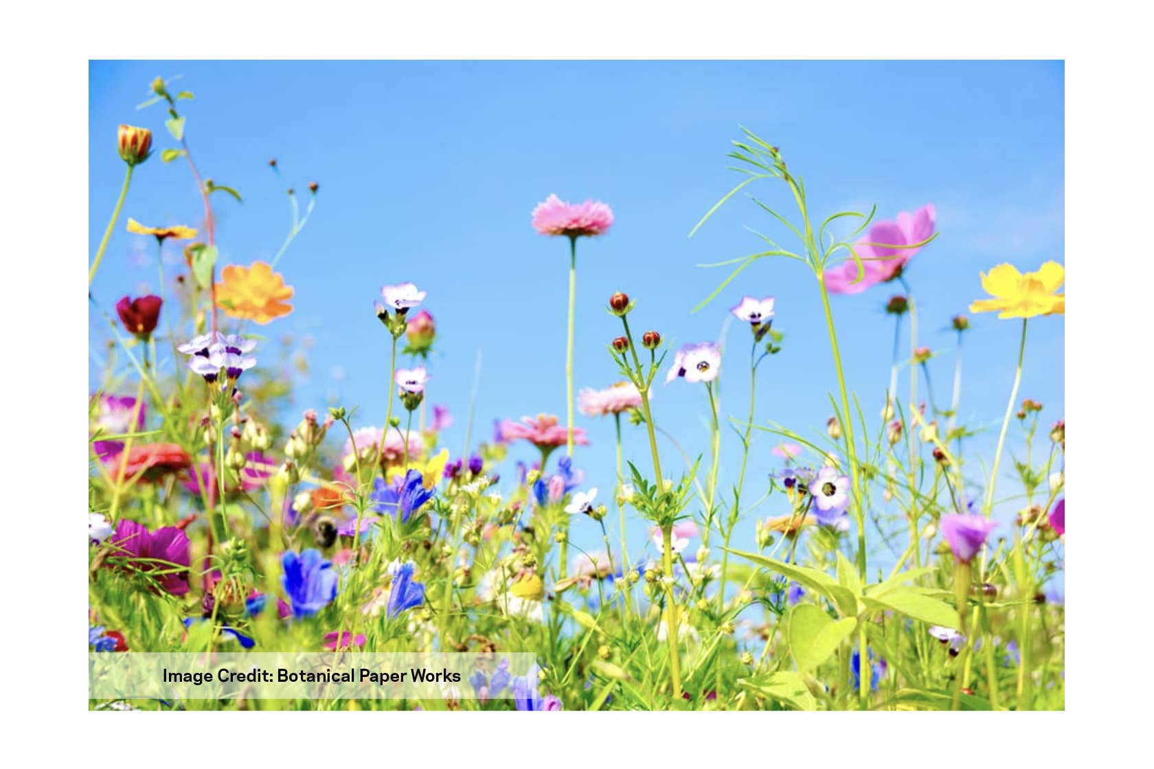 Wildflower Seed Drops - Rainbow