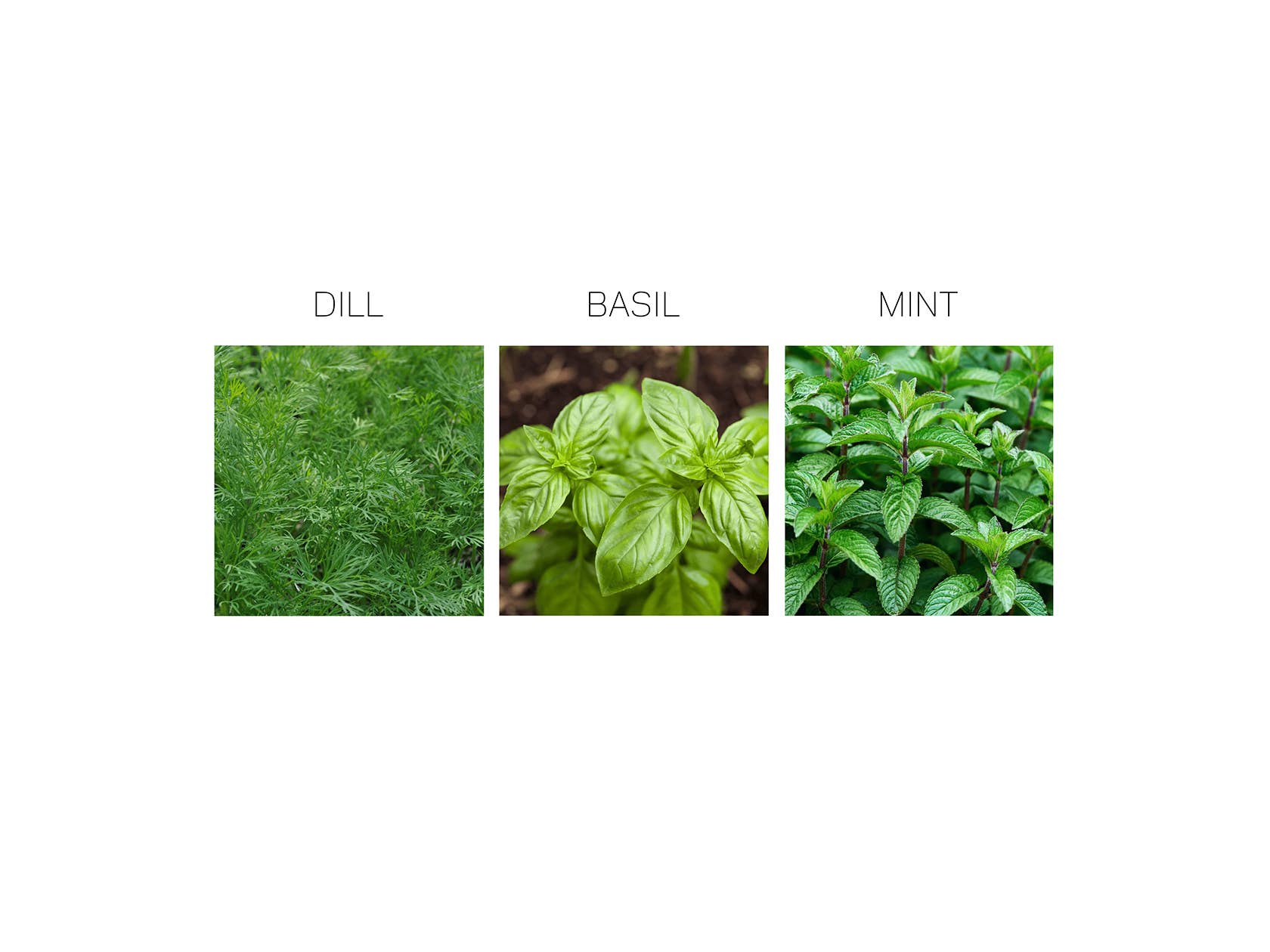 Herb Seed Drops - Mediterranean