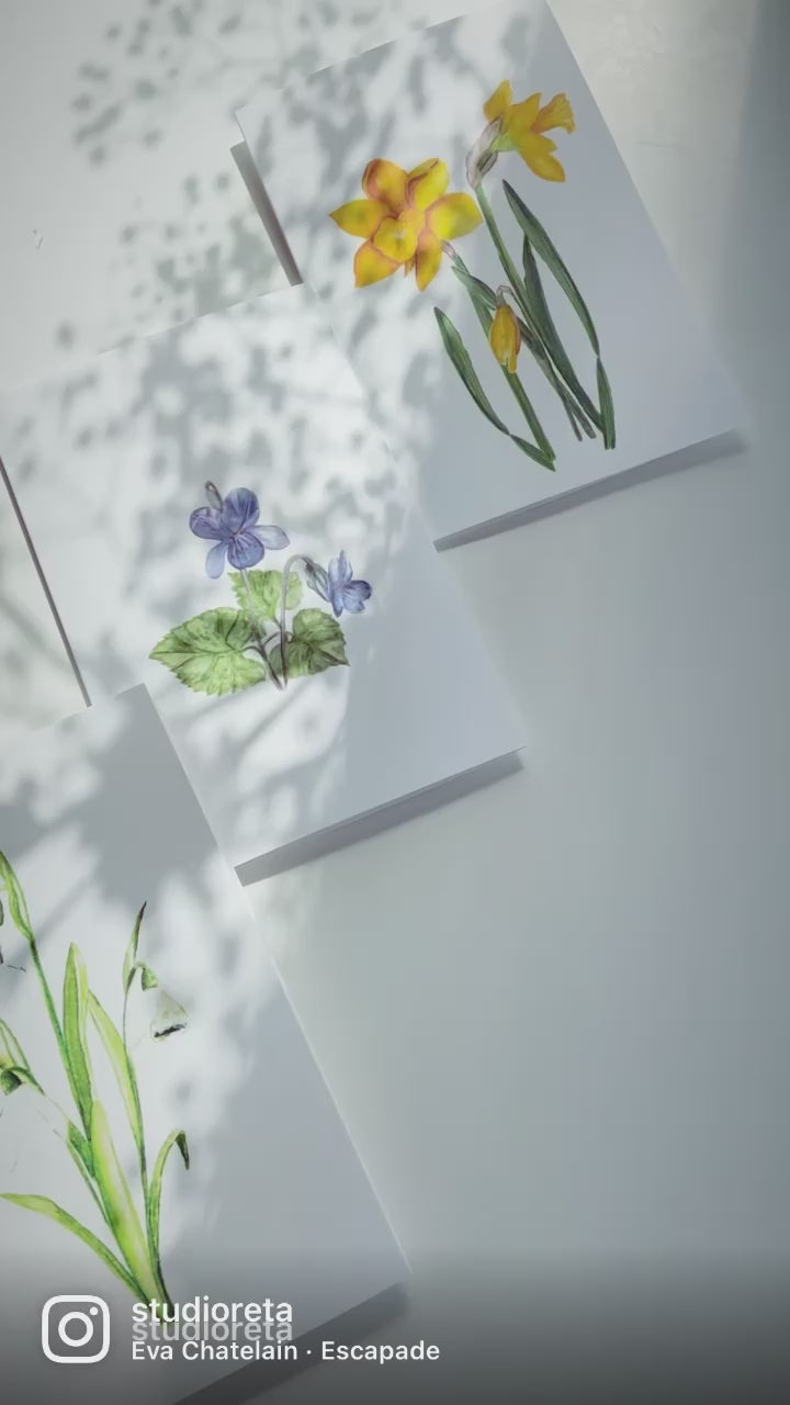 Greeting card - Daffodil